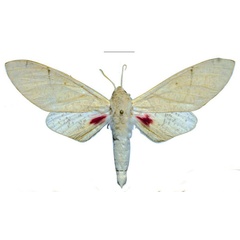 /filer/webapps/moths/media/images/P/politzari_Neoclanis_PTM_ZSM_02.jpg