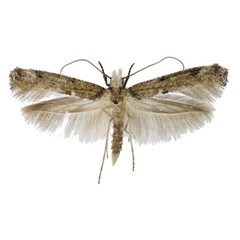 /filer/webapps/moths/media/images/S/secreta_Xyrosaris_AM_Agassiz.jpg