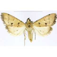 /filer/webapps/moths/media/images/C/contrastalis_Parathrausta_PTF_ABSRC.jpg