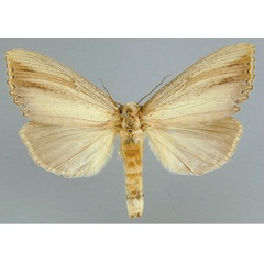 /filer/webapps/moths/media/images/A/atrata_Antheua_A_RMCA_02.jpg