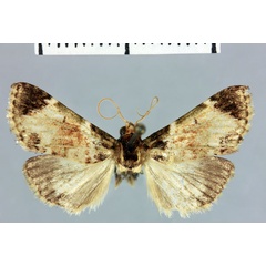 /filer/webapps/moths/media/images/M/meranalis_Megarthria_HT_MNHN.jpg