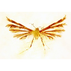 /filer/webapps/moths/media/images/T/tara_Prichotilus_HT_BMNH.jpg