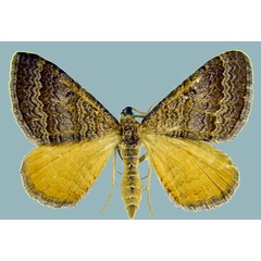 /filer/webapps/moths/media/images/P/pudicata_Mimoclystia_AM_ZSMa.jpg