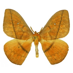 /filer/webapps/moths/media/images/V/vulpina_Maltagorea_AM_Basquin_03.jpg