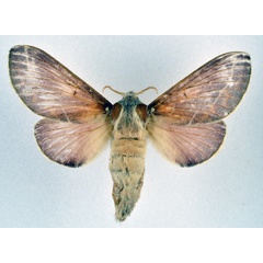 /filer/webapps/moths/media/images/P/polydora_Streblote_AF_NHMO_01_8YJ7pob.jpg