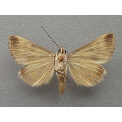 /filer/webapps/moths/media/images/M/metaxantha_Tytroca_A_Baron_02.jpg