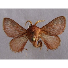 /filer/webapps/moths/media/images/P/punctifascia_Anadiasa_A_Baron_01.jpg