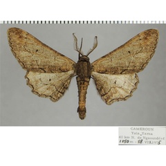 /filer/webapps/moths/media/images/G/grisea_Eulycia_AM_ZSMa.jpg