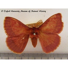 /filer/webapps/moths/media/images/R/rosea_Decachorda_A_OUMNH_02.JPG