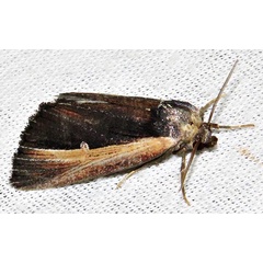 /filer/webapps/moths/media/images/D/divisa_Ramesodes_A_Braun_02.jpg