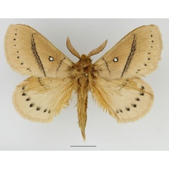 /filer/webapps/moths/media/images/T/tandoensis_Philotherma_AM_Basquin_01.jpg