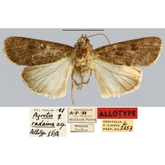 /filer/webapps/moths/media/images/R/radama_Agrotis_AT_MNHN.jpg