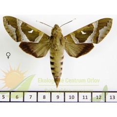 /filer/webapps/moths/media/images/A/argentifera_Nephele_AF_SMCR.jpg