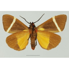 /filer/webapps/moths/media/images/V/vectigera_Fodinoidea_AM_Basquin_01b.jpg