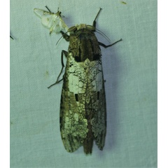 /filer/webapps/moths/media/images/C/crassa_Strigocossus_A_Jorpeland.jpg