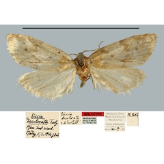 /filer/webapps/moths/media/images/D/decolorata_Siccia_HT_MNHN.jpg