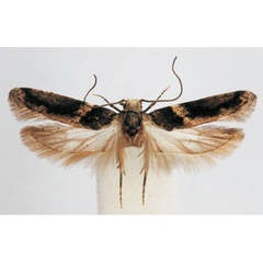 /filer/webapps/moths/media/images/F/fasciella_Anarsia_PT_BMNH.jpg