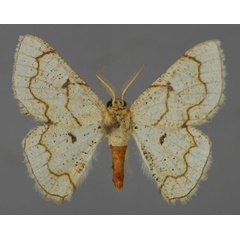 /filer/webapps/moths/media/images/O/ochrea_Cacochloris_A_ZSM_01.jpg