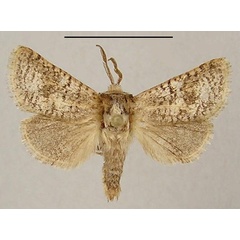 /filer/webapps/moths/media/images/M/mauretanicus_Brachygystia_A_Yakovlev_02.jpg