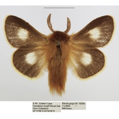 /filer/webapps/moths/media/images/M/monticola_Mesocelis_AM_TMSA_01.jpg