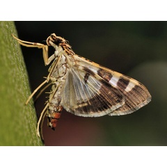 /filer/webapps/moths/media/images/D/duponti_Glyphodea_A_Mazzei_02.jpg