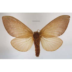 /filer/webapps/moths/media/images/S/sanricia_Pallastica_AF_MGCLb_01.JPG