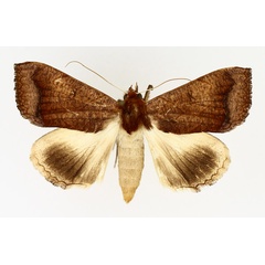 /filer/webapps/moths/media/images/F/finifascia_Ophiusa_AF_TMSA_02.jpg