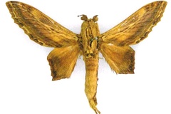 Pachyna trapezina