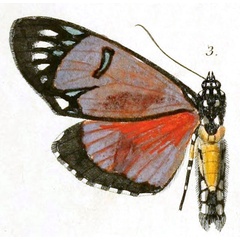 /filer/webapps/moths/media/images/P/poggei_Eusemia_HT_Dewitz_2-3.jpg