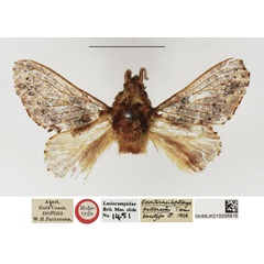 /filer/webapps/moths/media/images/P/pattersoni_odontocheilopteryx_HT_NHMUK.jpg