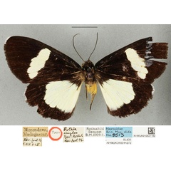 /filer/webapps/moths/media/images/S/simplex_Rothia_ST_BMNHa_3KeMhHj.jpg