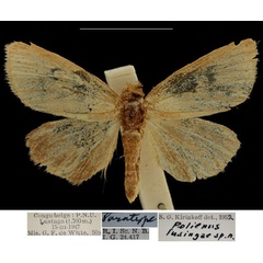 /filer/webapps/moths/media/images/L/lusingae_Polienus_PTM_RBINS.jpg