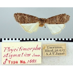 /filer/webapps/moths/media/images/S/stigmatica_Phycitimorpha_HT_TMSA.jpg