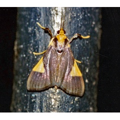 /filer/webapps/moths/media/images/C/conigeralis_Ulopeza_A_Roland_01.jpg