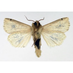 /filer/webapps/moths/media/images/P/pyrausta_Mythimna_AM_Aulombard_02.jpg