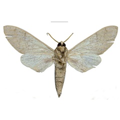 /filer/webapps/moths/media/images/U/ukambaniensis_Neoclanis_PTM_ZSM_02b.jpg