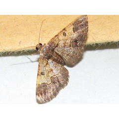 /filer/webapps/moths/media/images/A/anacantha_Zamarada_A_Goff_02.jpg