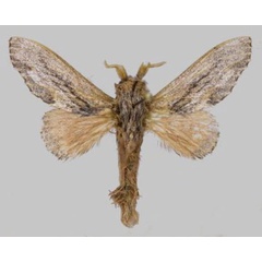 /filer/webapps/moths/media/images/H/hela_Vavizola_HT_ZSM.jpg