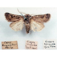 /filer/webapps/moths/media/images/S/sordida_Euxoa_HT_SAMC_01.jpg