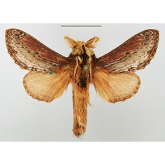 /filer/webapps/moths/media/images/T/truncatum_Braura_AM_TMSA_02.jpg