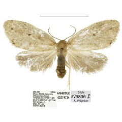 /filer/webapps/moths/media/images/M/mzuzu_Spatulosia_HT_ANHRT.jpg