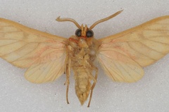 Rhipidarctia postrosea