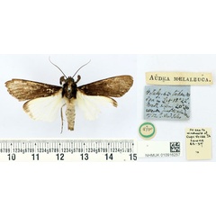 /filer/webapps/moths/media/images/M/melaleuca_Audea_HT_BMNH.jpg