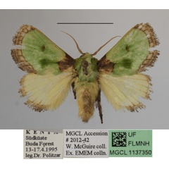 /filer/webapps/moths/media/images/V/viridimixta_Latoia_A_MGCL.jpg