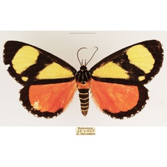 /filer/webapps/moths/media/images/Z/zebra_Phaegorista_AF_TMSA_01.jpg