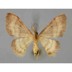 /filer/webapps/moths/media/images/P/prucholoma_Idaea_A_ZSM_02.jpg