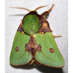 /filer/webapps/moths/media/images/G/gemmans_Taeda_A_Braun_09.jpg