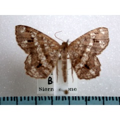 /filer/webapps/moths/media/images/P/plutocrypsis_Chiasmia_A_Revell.jpg