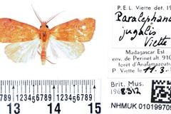 Paralephana jugalis