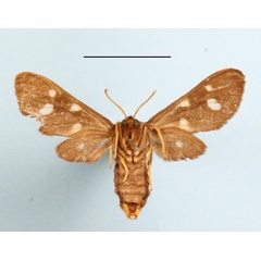 /filer/webapps/moths/media/images/M/melaleuca_Anapisa_AF_MGCLb_02.JPG